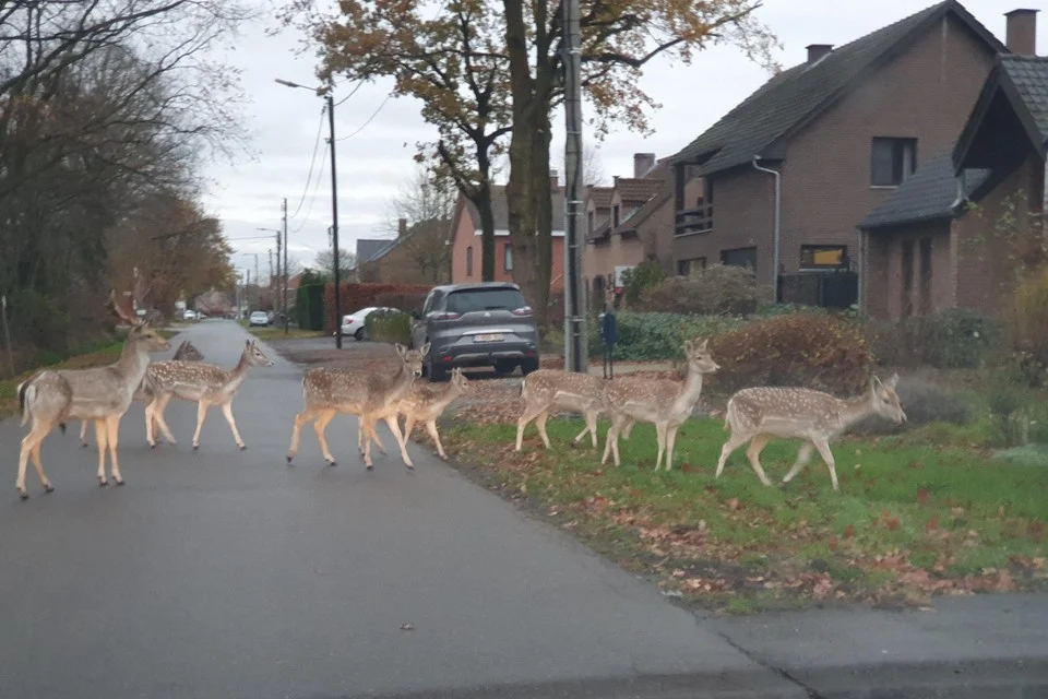 Roedel damherten duikt op in Kuringen-Heide: “Zo een beest kan door je voorruit vliegen”